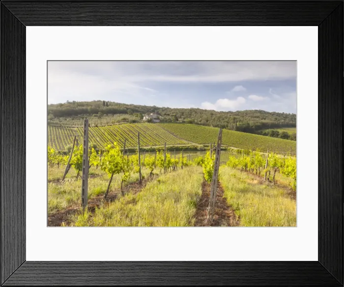 Framed Print : Vineyards near Radda in Chianti, Tuscany, Italy, Europe Framed Print : Vineyards near Radda in Chianti, Tuscany, Italy, Europe