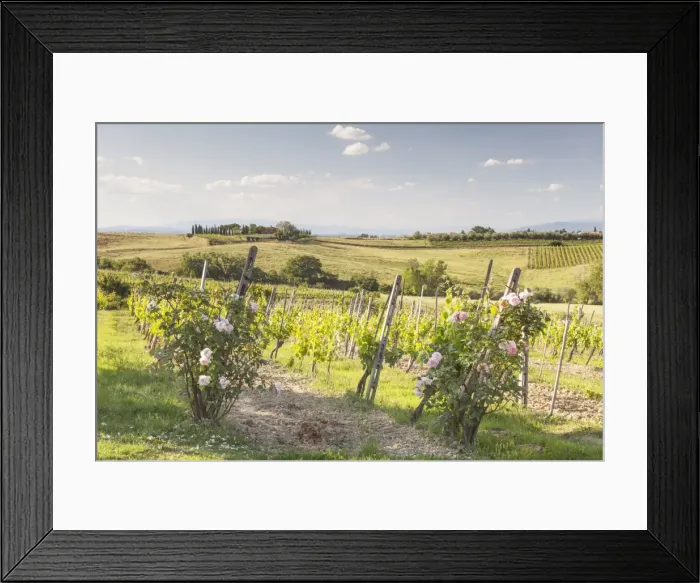 Framed Print : Vineyards near to Montepulciano, Tuscany, Italy, Europe Framed Print : Vineyards near to Montepulciano, Tuscany, Italy, Europe