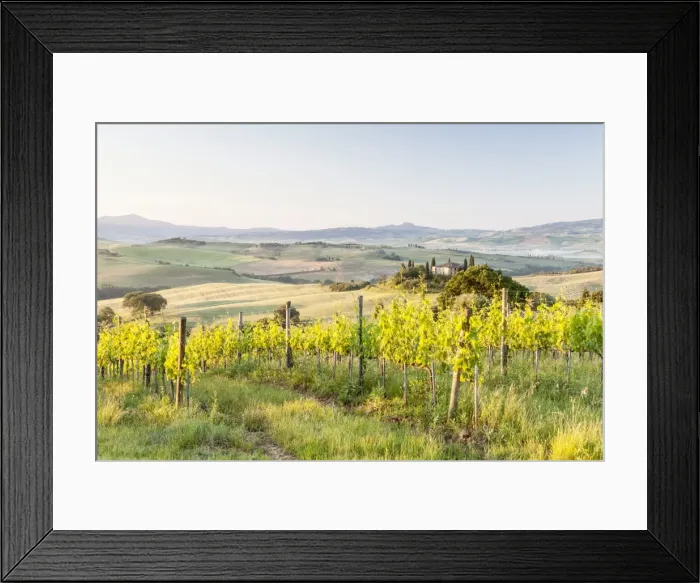 Framed Print : Vineyards and Il Belvedere on the Val d Orcia, UNESCO World Heritage Site, Tuscany, Italy, Europe Framed Print : Vineyards and Il Belvedere on the Val d Orcia, UNESCO World Heritage Site, Tuscany, Italy, Europe
