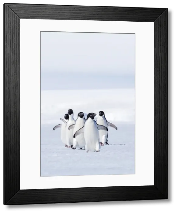 Framed Print : Adult Adelie penguins (Pygoscelis adeliae) walking on first year sea ice in Active Sound, Weddell Sea, Antarctica, Polar Regions whitening of whites, slight increase in contrast Framed Print : Adult Adelie penguins (Pygoscelis adeliae) walking on first year sea ice in Active Sound, Weddell Sea, Antarctica, Polar Regions whitening of whites, slight increase in contrast
