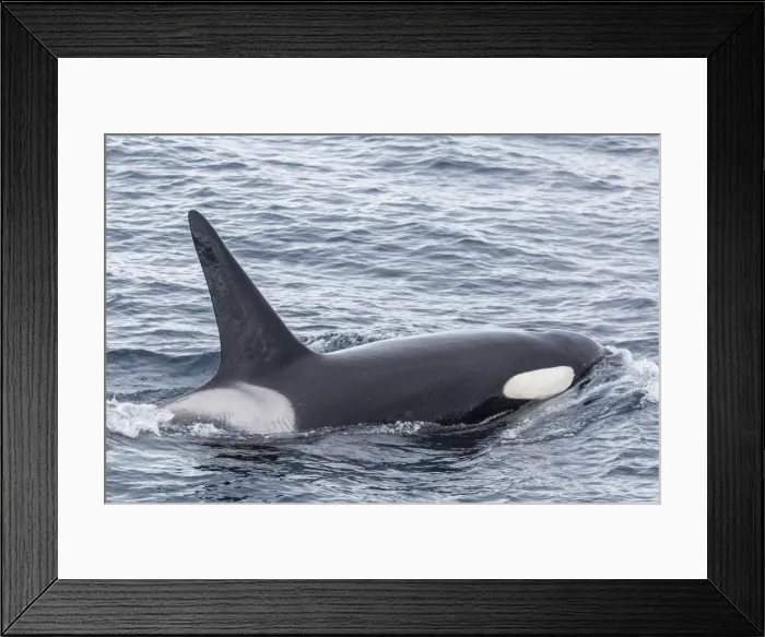 Framed Print : Adult bull Type A killer whale (Orcinus orca) in the Gerlache Strait, Antarctica, Polar Regions Framed Print : Adult bull Type A killer whale (Orcinus orca) in the Gerlache Strait, Antarctica, Polar Regions