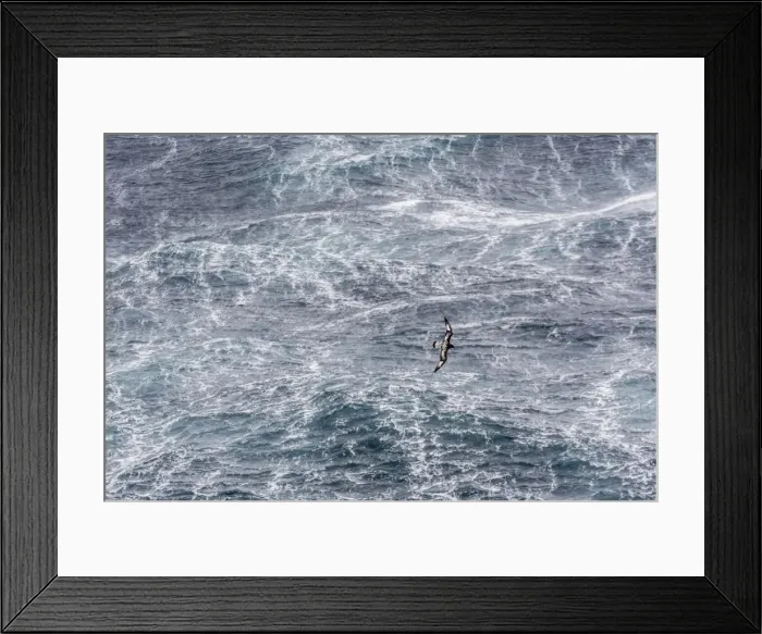 Framed Print : Adult cape petrel (Daption capense) flying in gale force winds in the Drake Passage, Antarctica, Polar Regions Framed Print : Adult cape petrel (Daption capense) flying in gale force winds in the Drake Passage, Antarctica, Polar Regions