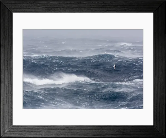 Framed Print : Adult cape petrel (Daption capense) flying in gale force winds in the Drake Passage, Antarctica, Polar Regions Framed Print : Adult cape petrel (Daption capense) flying in gale force winds in the Drake Passage, Antarctica, Polar Regions