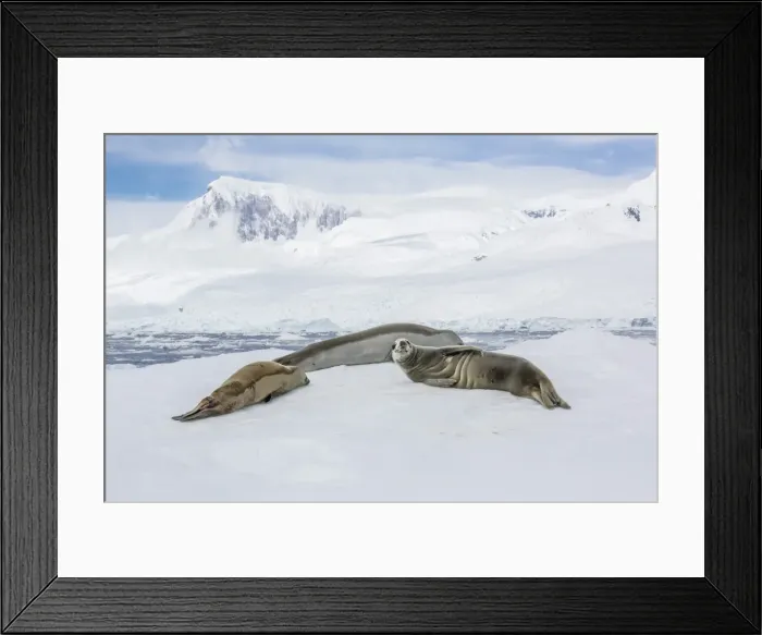 Framed Print : Adult crabeater seals (Lobodon carcinophaga) resting on ice floe in Neko Harbor, Antarctica, Polar Regions Framed Print : Adult crabeater seals (Lobodon carcinophaga) resting on ice floe in Neko Harbor, Antarctica, Polar Regions
