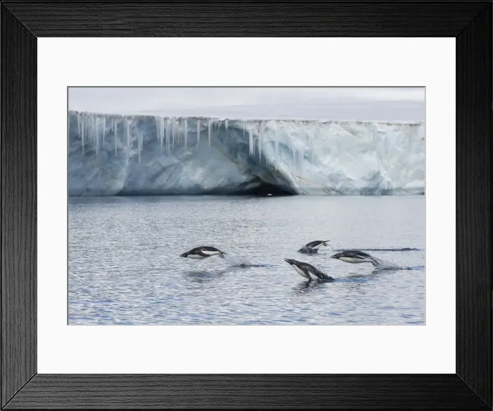 Framed Print : Porpoising adult Adelie penguins (Pygoscelis adeliae), Brown Bluff, Weddell Sea, Antarctica, Polar Regions Framed Print : Porpoising adult Adelie penguins (Pygoscelis adeliae), Brown Bluff, Weddell Sea, Antarctica, Polar Regions