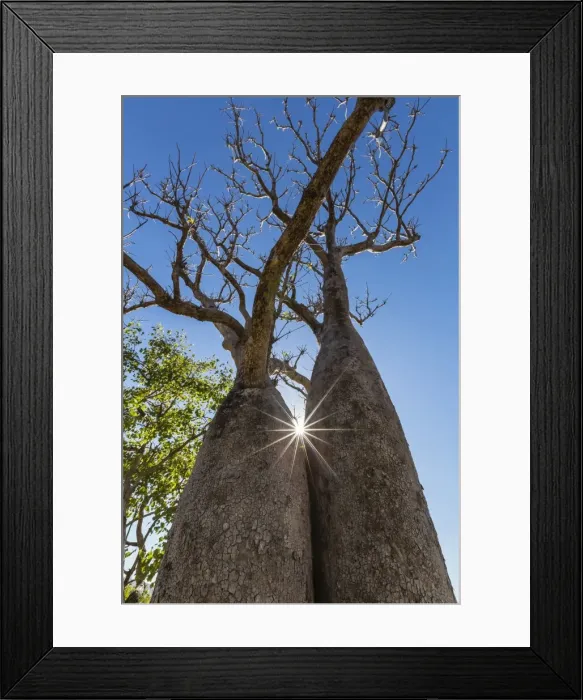 Framed Print : The Australian boab tree (Adansonia gregorii), Camden Harbour, Kimberley, Western Australia, Australia, Pacific Framed Print : The Australian boab tree (Adansonia gregorii), Camden Harbour, Kimberley, Western Australia, Australia, Pacific