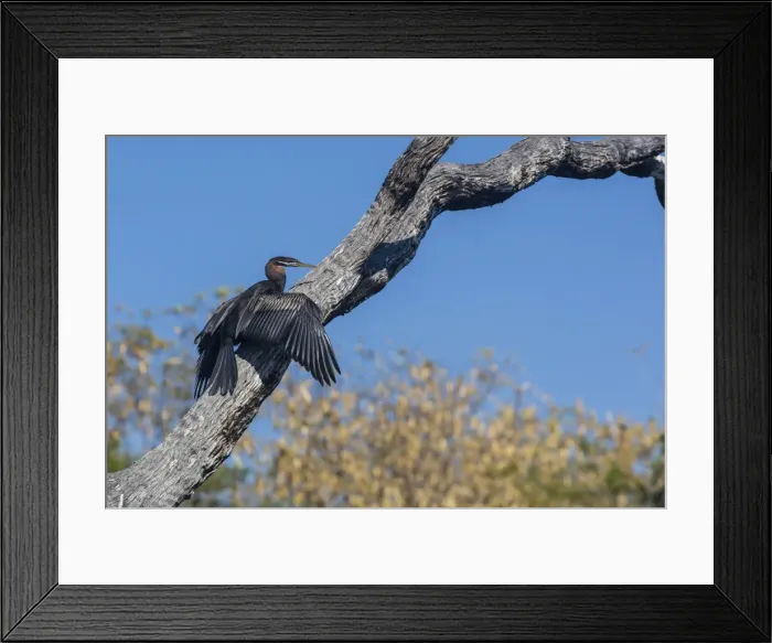 Framed Print : An Australian darter (Anhinga novaehollandiae) on the Ord River, Kimberley, Western Australia, Australia, Pacific Framed Print : An Australian darter (Anhinga novaehollandiae) on the Ord River, Kimberley, Western Australia, Australia, Pacific