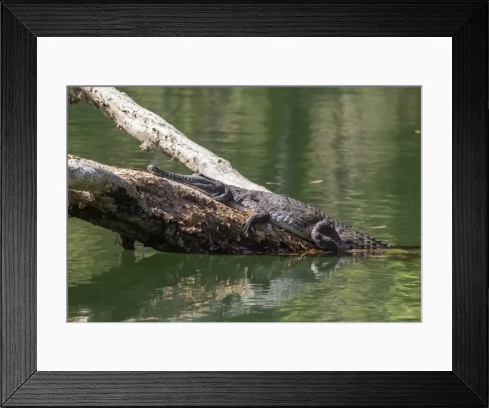 Framed Print : Wild freshwater crocodile (Crocodylus johnsoni) (Crocodylus johnstoni), Ord River, Kimberley, Western Australia, Australia, Pacific Framed Print : Wild freshwater crocodile (Crocodylus johnsoni) (Crocodylus johnstoni), Ord River, Kimberley, Western Australia, Australia, Pacific