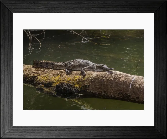 Framed Print : Wild freshwater crocodile (Crocodylus johnsoni) (Crocodylus johnstoni), Ord River, Kimberley, Western Australia, Australia, Pacific Framed Print : Wild freshwater crocodile (Crocodylus johnsoni) (Crocodylus johnstoni), Ord River, Kimberley, Western Australia, Australia, Pacific