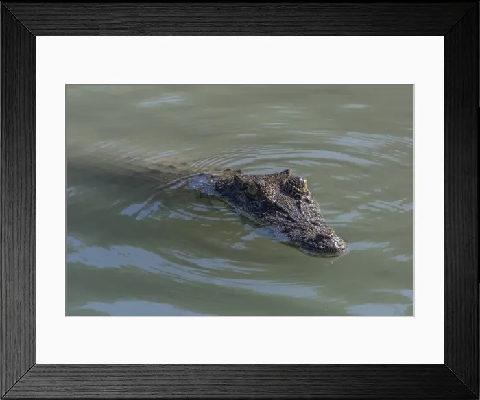 Framed Print : An adult wild saltwater crocodile (Crocodylus porosus) in the Hunter River in Mitchell River National Park, Kimberley, Western Australia, Australia, Pacific Framed Print : An adult wild saltwater crocodile (Crocodylus porosus) in the Hunter River in Mitchell River National Park, Kimberley, Western Australia, Australia, Pacific