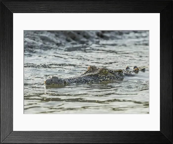Framed Print : An adult wild saltwater crocodile (Crocodylus porosus) in the Hunter River in Mitchell River National Park, Kimberley, Western Australia, Australia, Pacific Framed Print : An adult wild saltwater crocodile (Crocodylus porosus) in the Hunter River in Mitchell River National Park, Kimberley, Western Australia, Australia, Pacific