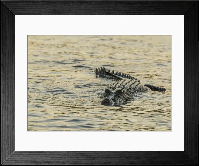 Framed Print : An adult wild saltwater crocodile (Crocodylus porosus) hunting on the banks of the Hunter River in Mitchell River National Park, Kimberley, Western Australia, Australia, Pacific Framed Print : An adult wild saltwater crocodile (Crocodylus porosus) hunting on the banks of the Hunter River in Mitchell River National Park, Kimberley, Western Australia, Australia, Pacific