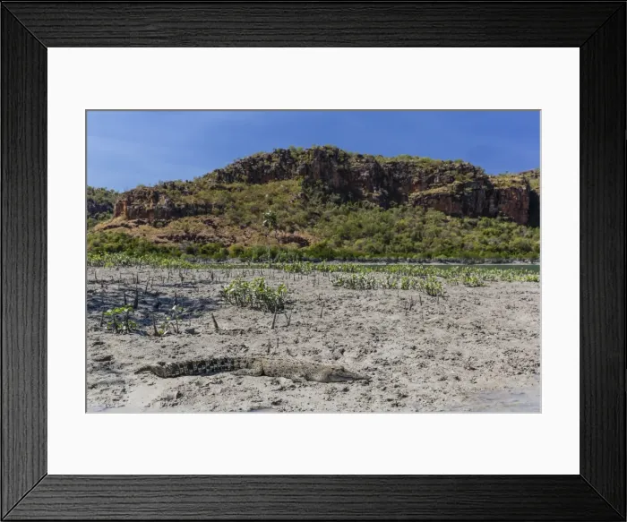 Framed Print : An adult wild saltwater crocodile (Crocodylus porosus) on the banks of the Hunter River in Mitchell River National Park, Kimberley, Western Australia, Australia, Pacific Framed Print : An adult wild saltwater crocodile (Crocodylus porosus) on the banks of the Hunter River in Mitchell River National Park, Kimberley, Western Australia, Australia, Pacific