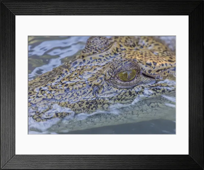 Framed Print : Wild saltwater crocodile (Crocodylus porosus) head detail in porous creek on the Hunter River, Mitchell River National Park, Kimberley, Western Australia, Australia, Pacific Framed Print : Wild saltwater crocodile (Crocodylus porosus) head detail in porous creek on the Hunter River, Mitchell River National Park, Kimberley, Western Australia, Australia, Pacific