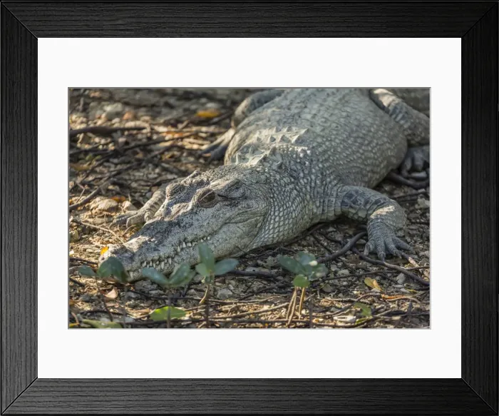 Framed Print : Wild saltwater crocodile (Crocodylus porosus) on the banks of the Hunter River, Mitchell River National Park, Kimberley, Western Australia, Australia, Pacific Framed Print : Wild saltwater crocodile (Crocodylus porosus) on the banks of the Hunter River, Mitchell River National Park, Kimberley, Western Australia, Australia, Pacific