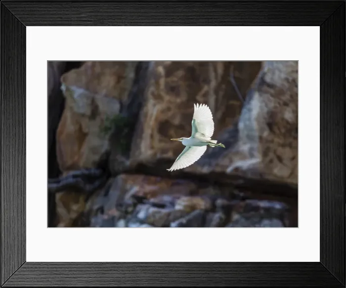 Framed Print : White morph of the Pacific reef heron (Egretta sacra), Mitchell River National Park, Kimberley, Western Australia, Australia, Pacific Framed Print : White morph of the Pacific reef heron (Egretta sacra), Mitchell River National Park, Kimberley, Western Australia, Australia, Pacific