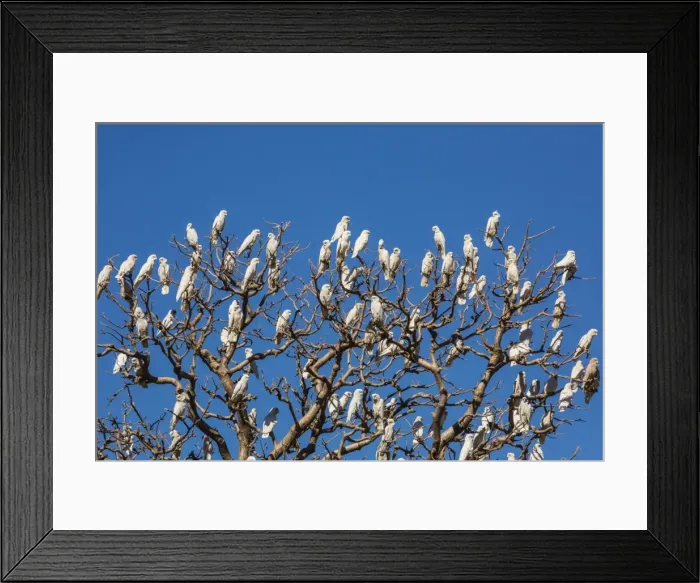 Framed Print : Adult little corellas (Cacatua sanguinea) in boab tree in Wyndham, Kimberley, Western Australia, Australia, Pacific Framed Print : Adult little corellas (Cacatua sanguinea) in boab tree in Wyndham, Kimberley, Western Australia, Australia, Pacific
