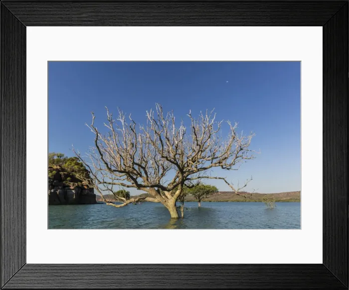 Framed Print : Extreme high tide covers trees in the Hunter River, Kimberley, Western Australia, Australia, Pacific Framed Print : Extreme high tide covers trees in the Hunter River, Kimberley, Western Australia, Australia, Pacific