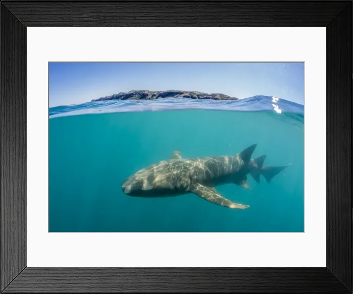 Framed Print : Above and below look at a tawny nurse shark (Nebrius ferrugineus) swimming in Talbot Bay, Kimberley, Western Australia, Australia, Pacific Framed Print : Above and below look at a tawny nurse shark (Nebrius ferrugineus) swimming in Talbot Bay, Kimberley, Western Australia, Australia, Pacific
