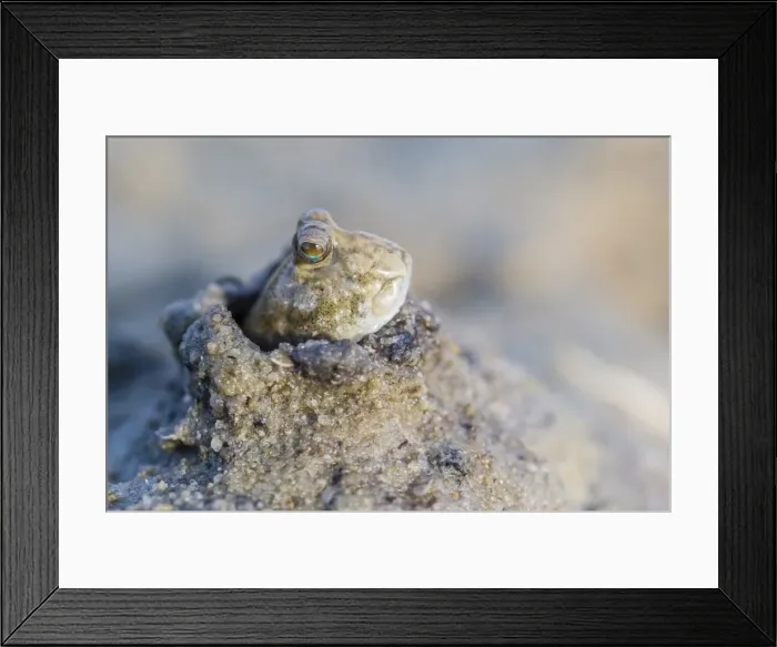 Framed Print : An adult mudskipper, subfamily Oxudercinae, in mud burrow on the mud flats of Vansittart Bay, Kimberley, Western Australia, Australia, Pacific