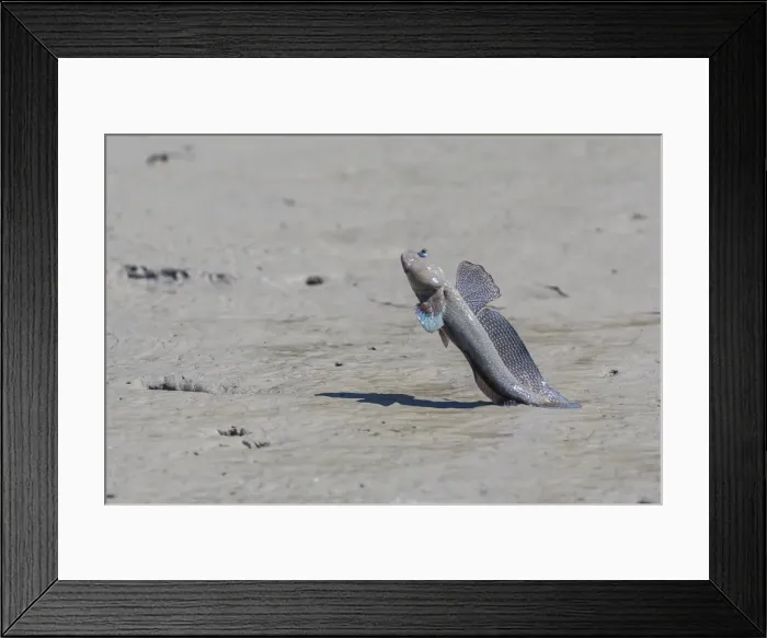 Framed Print : An adult male mudskipper, subfamily Oxudercinae, displaying to other males on the Hunter River, Kimberley, Western Australia, Australia, Pacific Framed Print : An adult male mudskipper, subfamily Oxudercinae, displaying to other males on the Hunter River, Kimberley, Western Australia, Australia, Pacific