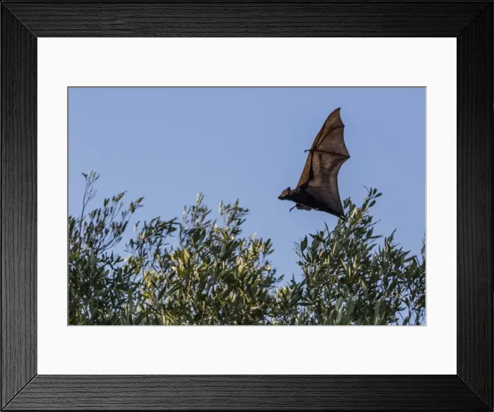 Framed Print : Black flying fox (Pteropus alecto) in flight on the Hunter River, Kimberley, Western Australia, Australia, Pacific