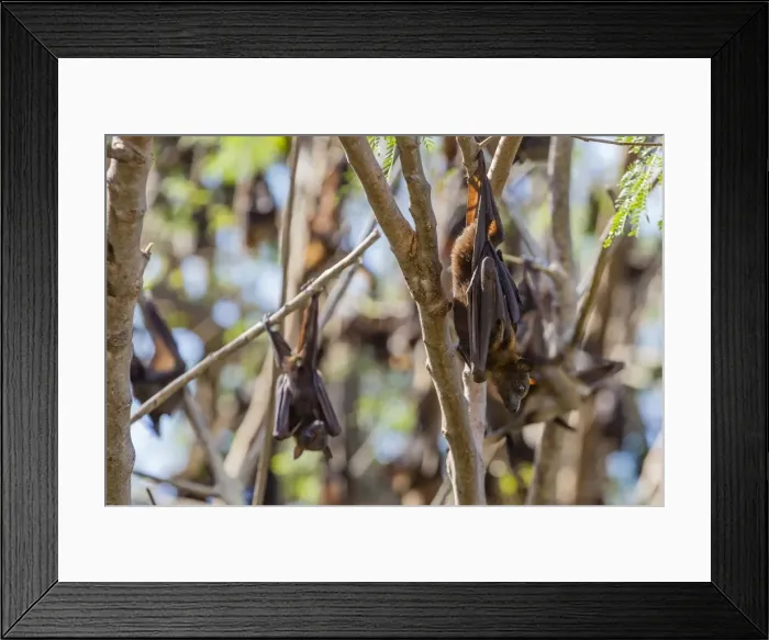 Framed Print : A camp of little red flying foxes (Pteropus scapulatus) in the Ord River, Kimberley, Western Australia, Australia, Pacific Framed Print : A camp of little red flying foxes (Pteropus scapulatus) in the Ord River, Kimberley, Western Australia, Australia, Pacific
