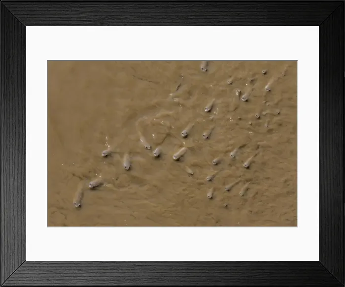 Framed Print : Adult popeye mullet (Rhinomugil nasutus) near the muddy banks of Wyndham, Kimberley, Western Australia, Australia, Pacific Framed Print : Adult popeye mullet (Rhinomugil nasutus) near the muddy banks of Wyndham, Kimberley, Western Australia, Australia, Pacific