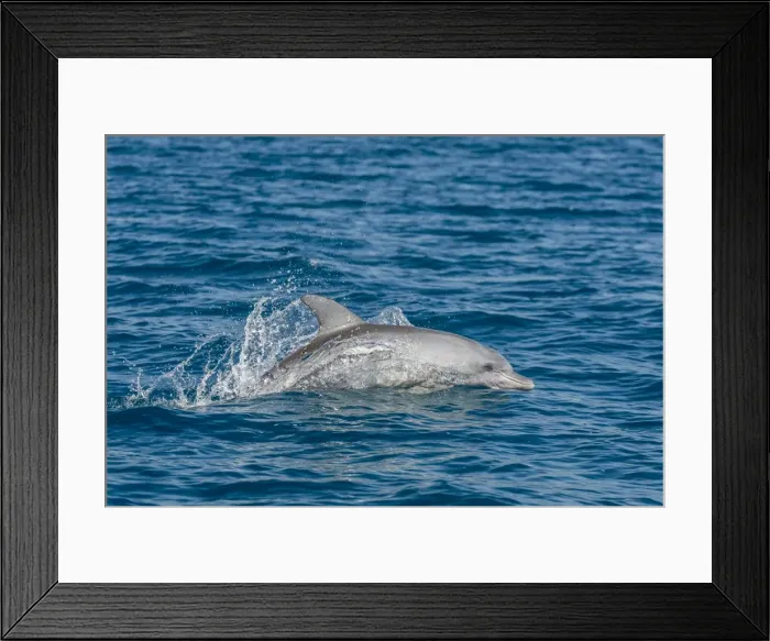 Framed Print : Indo-Pacific bottlenose dolphin (Tursiops aduncus), in Yampi Bay, Kimberley, Western Australia, Australia, Pacific Framed Print : Indo-Pacific bottlenose dolphin (Tursiops aduncus), in Yampi Bay, Kimberley, Western Australia, Australia, Pacific