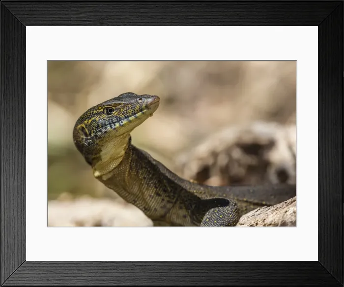 Framed Print : An adult Mertens water monitor (Varanus mertensi) on the banks of the Ord River, Kimberley, Western Australia, Australia, Pacific
