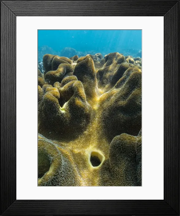 Framed Print : Hard and soft corals on underwater reef on Jaco Island, Timor Sea, East Timor, Southeast Asia, Asia Framed Print : Hard and soft corals on underwater reef on Jaco Island, Timor Sea, East Timor, Southeast Asia, Asia