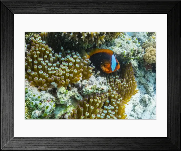 Framed Print : Anemonefish in anemone on underwater reef on Jaco Island, Timor Sea, East Timor, Southeast Asia, Asia Framed Print : Anemonefish in anemone on underwater reef on Jaco Island, Timor Sea, East Timor, Southeast Asia, Asia