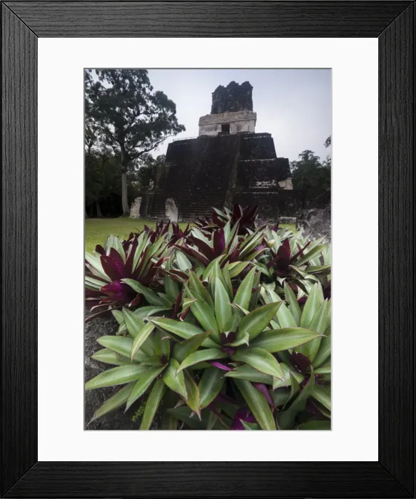 Framed Print : Mayan structure, Tikal, UNESCO World Heritage Site, Guatemala, Central America Framed Print : Mayan structure, Tikal, UNESCO World Heritage Site, Guatemala, Central America