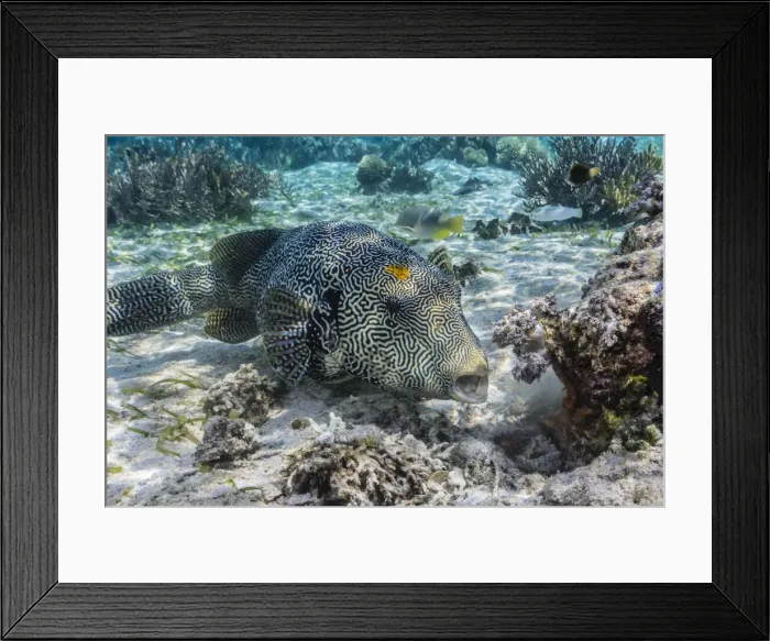 Framed Print : Map puffer (Arothron mappa) feeding on sponges on the house reef on Sebayur Island, Komodo Island National Park, Indonesia, Southeast Asia, Asia Framed Print : Map puffer (Arothron mappa) feeding on sponges on the house reef on Sebayur Island, Komodo Island National Park, Indonesia, Southeast Asia, Asia
