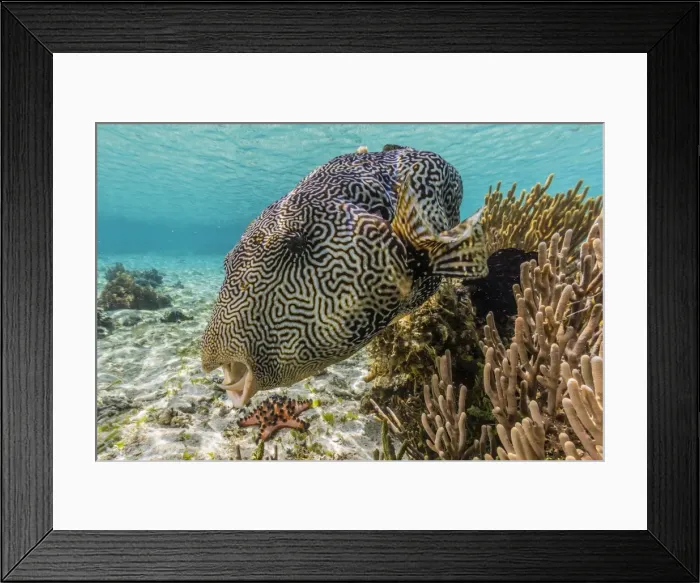Framed Print : Map puffer (Arothron mappa) feeding on sponges on the house reef on Sebayur Island, Komodo Island National Park, Indonesia, Southeast Asia, Asia Framed Print : Map puffer (Arothron mappa) feeding on sponges on the house reef on Sebayur Island, Komodo Island National Park, Indonesia, Southeast Asia, Asia