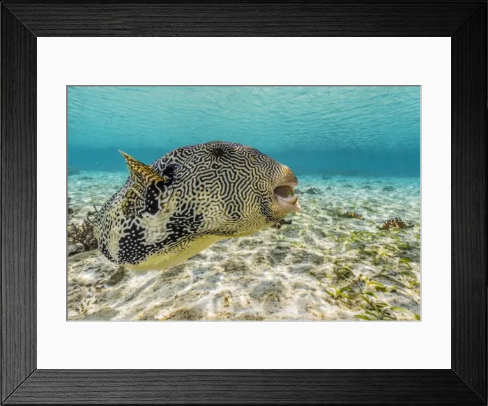 Framed Print : Map puffer (Arothron mappa) feeding on sponges on the house reef on Sebayur Island, Komodo Island National Park, Indonesia, Southeast Asia, Asia Framed Print : Map puffer (Arothron mappa) feeding on sponges on the house reef on Sebayur Island, Komodo Island National Park, Indonesia, Southeast Asia, Asia