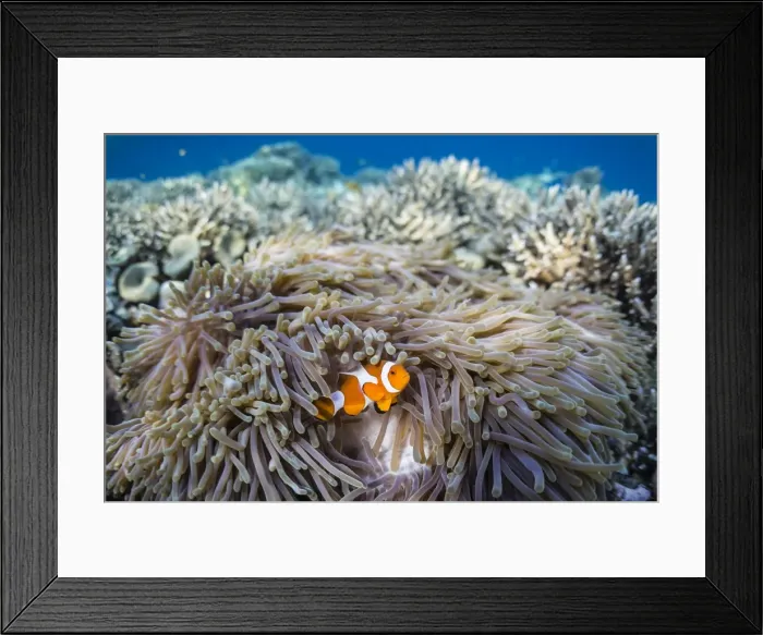 Framed Print : False clown anemonefish (Amphiprion ocellaris), Sebayur Island, Komodo Island National Park, Indonesia, Southeast Asia, Asia Framed Print : False clown anemonefish (Amphiprion ocellaris), Sebayur Island, Komodo Island National Park, Indonesia, Southeast Asia, Asia