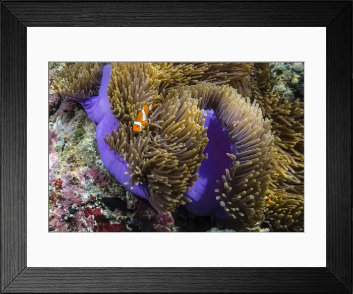 Framed Print : False clown anemonefish (Amphiprion ocellaris), Sebayur Island, Komodo Island National Park, Indonesia, Southeast Asia, Asia Framed Print : False clown anemonefish (Amphiprion ocellaris), Sebayur Island, Komodo Island National Park, Indonesia, Southeast Asia, Asia