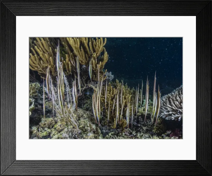 Framed Print : A school of razorfish (Aeoliscus strigatus), head down posture at night on Sebayur Island, Komodo Island National Park, Indonesia, Southeast Asia, Asia Framed Print : A school of razorfish (Aeoliscus strigatus), head down posture at night on Sebayur Island, Komodo Island National Park, Indonesia, Southeast Asia, Asia