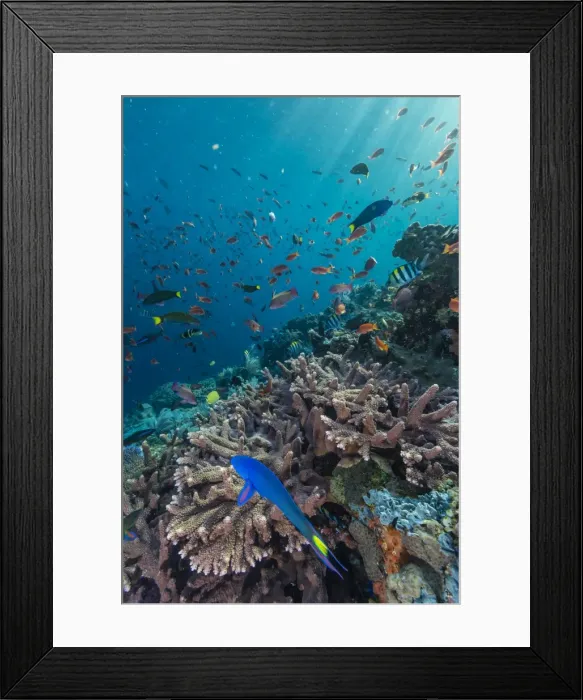 Framed Print : A profusion of coral and reef fish on Batu Bolong, Komodo Island National Park, Indonesia, Southeast Asia, Asia Framed Print : A profusion of coral and reef fish on Batu Bolong, Komodo Island National Park, Indonesia, Southeast Asia, Asia