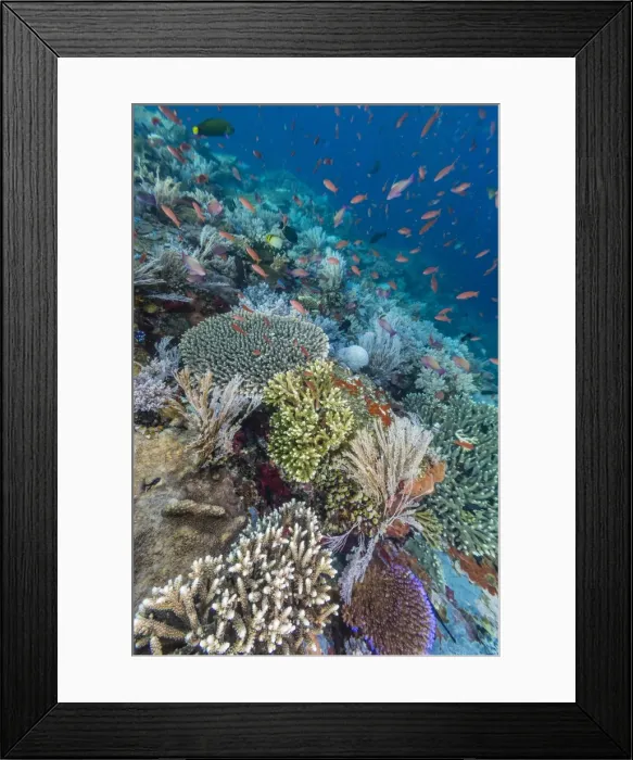 Framed Print : A profusion of coral and reef fish on Batu Bolong, Komodo Island National Park, Indonesia, Southeast Asia, Asia Framed Print : A profusion of coral and reef fish on Batu Bolong, Komodo Island National Park, Indonesia, Southeast Asia, Asia