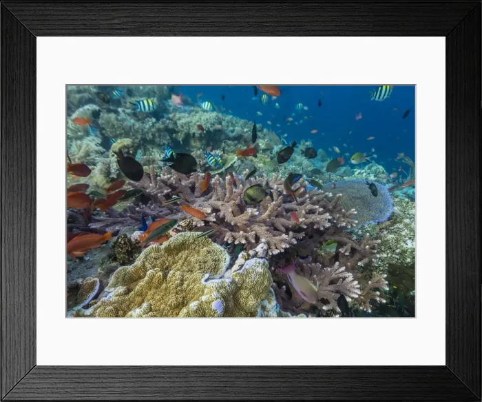 Framed Print : A profusion of coral and reef fish on Batu Bolong, Komodo Island National Park, Indonesia, Southeast Asia, Asia Framed Print : A profusion of coral and reef fish on Batu Bolong, Komodo Island National Park, Indonesia, Southeast Asia, Asia