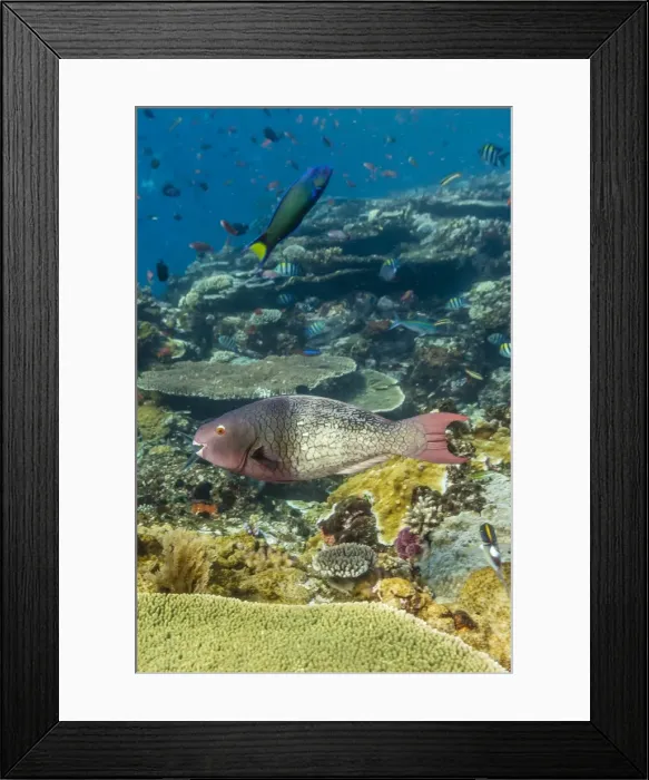 Framed Print : Female bicolor parrotfish (Cetoscarus bicolor), Batu Bolong Island, Komodo Island National Park, Indonesia, Southeast Asia, Asia Framed Print : Female bicolor parrotfish (Cetoscarus bicolor), Batu Bolong Island, Komodo Island National Park, Indonesia, Southeast Asia, Asia