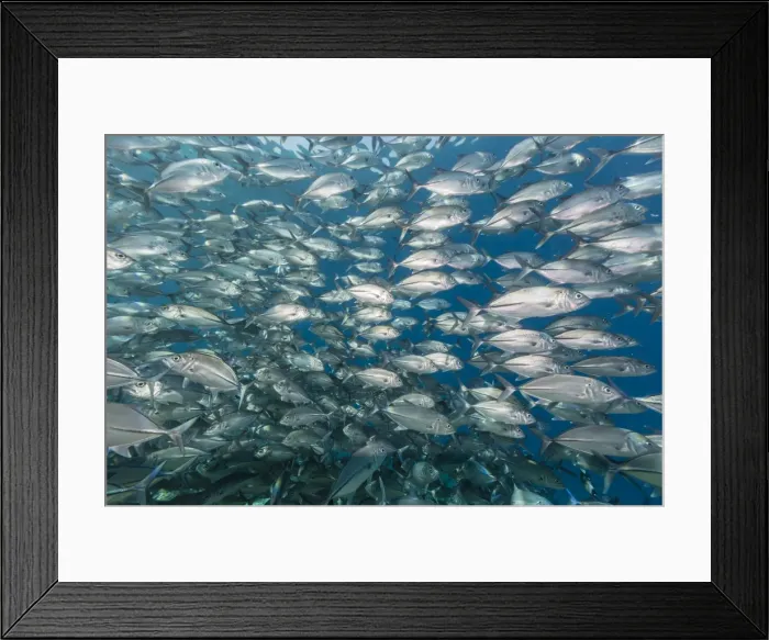 Framed Print : A school of bigeye trevally (Caranx sexfasciatus), Sebayur Island, Komodo Island National Park, Indonesia, Southeast Asia, Asia Framed Print : A school of bigeye trevally (Caranx sexfasciatus), Sebayur Island, Komodo Island National Park, Indonesia, Southeast Asia, Asia