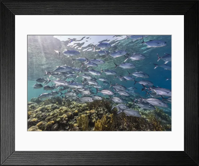 Framed Print : A school of bigeye trevally (Caranx sexfasciatus), Sebayur Island, Komodo Island National Park, Indonesia, Southeast Asia, Asia Framed Print : A school of bigeye trevally (Caranx sexfasciatus), Sebayur Island, Komodo Island National Park, Indonesia, Southeast Asia, Asia