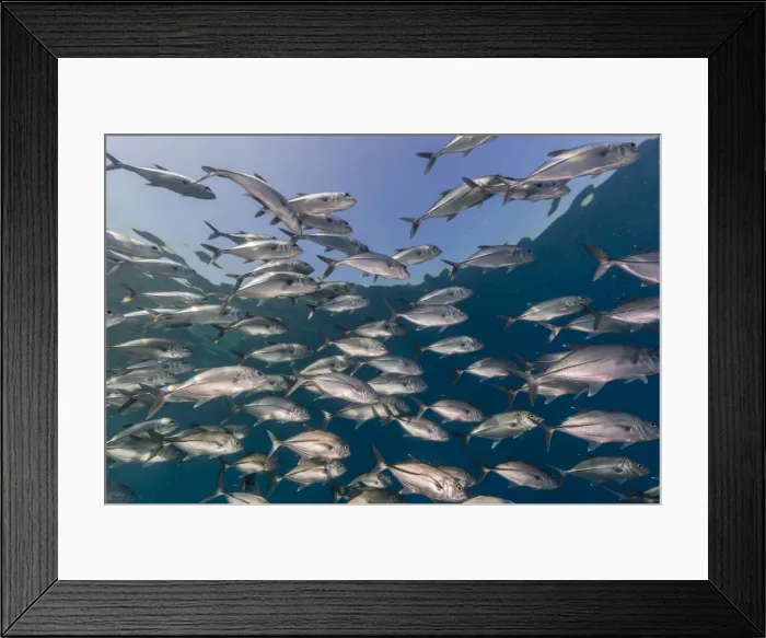 Framed Print : A school of bigeye trevally (Caranx sexfasciatus), Sebayur Island, Komodo Island National Park, Indonesia, Southeast Asia, Asia Framed Print : A school of bigeye trevally (Caranx sexfasciatus), Sebayur Island, Komodo Island National Park, Indonesia, Southeast Asia, Asia