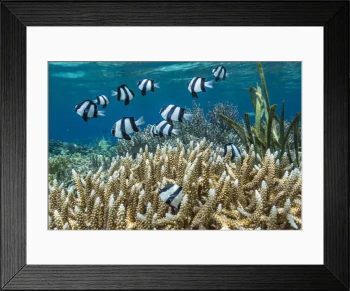Framed Print : Humbug Dascyllus (Dascyllus aruanus), in stag horn coral head on Sebayur Island, Komodo Island National Park, Indonesia, Southeast Asia, Asia Framed Print : Humbug Dascyllus (Dascyllus aruanus), in stag horn coral head on Sebayur Island, Komodo Island National Park, Indonesia, Southeast Asia, Asia