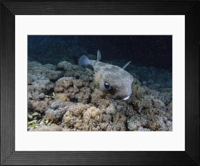 Framed Print : Porcupinefish (Diodon hystrix) at night on house reef at Sebayur Island, Komodo Island National Park, Indonesia, Southeast Asia, Asia Framed Print : Porcupinefish (Diodon hystrix) at night on house reef at Sebayur Island, Komodo Island National Park, Indonesia, Southeast Asia, Asia