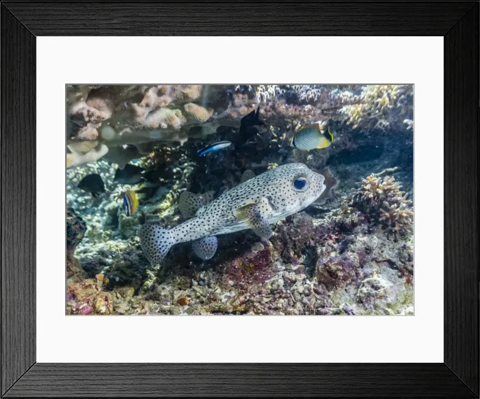 Framed Print : Porcupinefish (Diodon hystrix) on house reef at Sebayur Island, Komodo Island National Park, Indonesia, Southeast Asia, Asia Framed Print : Porcupinefish (Diodon hystrix) on house reef at Sebayur Island, Komodo Island National Park, Indonesia, Southeast Asia, Asia