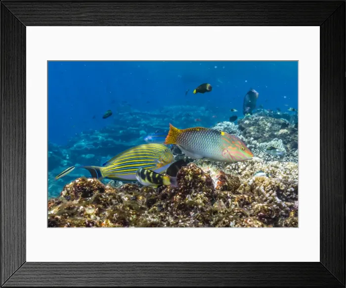 Framed Print : Checkerboard wrasse (Halichoeres hortulanus), Batu Bolong Island, Komodo Island National Park, Indonesia, Southeast Asia, Asia Framed Print : Checkerboard wrasse (Halichoeres hortulanus), Batu Bolong Island, Komodo Island National Park, Indonesia, Southeast Asia, Asia